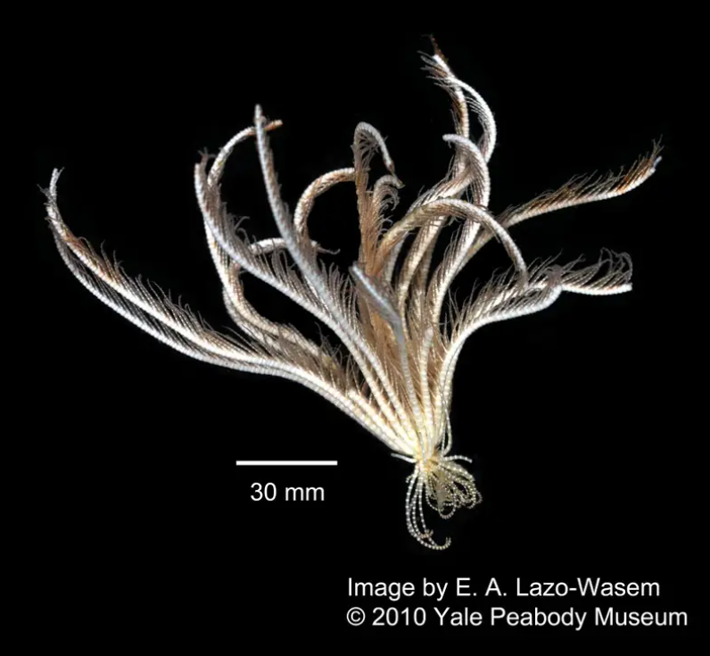 Ученые обнаружили уникальное морское существо с 20 &quot;руками&quot; (фото и видео)